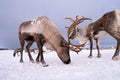 Reindeers looking for food in winter Royalty Free Stock Photo