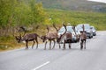 Herd of reindeers Rangifer tarandus, walking on the street slowly, cars waiting for the animals to pass the road Royalty Free Stock Photo