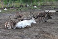 Herd of reindeers resting on the ground