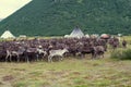 Herd of reindeers at a settlement of nomads reindeer breeders. Yamal Royalty Free Stock Photo
