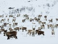 Herd of reindeers in a snowy landscape of Norway