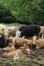 Herd of relaxing cows Royalty Free Stock Photo