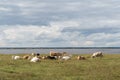 Herd of resting cattle by seaside