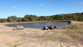 Herd of rhinoceros near a pond in Kragga Kamma Game Park on a sunny day