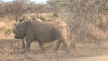 Herd of Rhinoceroses walking on the savanna