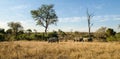 Herd of rhinos, rhinoceros kruger park, South africa wildlife Royalty Free Stock Photo