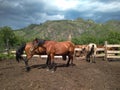 A herd of riding Altai tourist horses grazing among the mountains in a pasture in a mountain valley Royalty Free Stock Photo