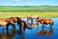 The herd in river of the summer grassland of Hulunbuir Royalty Free Stock Photo