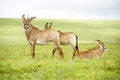 Herd of Roan Antelope on the Hills of Nyika Plateau Royalty Free Stock Photo