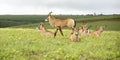 Herd of Roan Antelope on the Hills of Nyika Plateau Royalty Free Stock Photo