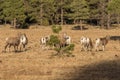 Herd of Bighorn Sheep Ewes