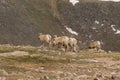 Herd of Rocky Mountain Bighorn Sheep Ewes