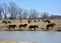 A herd of Rodeo horses at the ranch water hole. Royalty Free Stock Photo