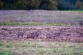 herd of Roe deer in plowed field