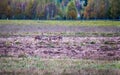 Herd of Roe deer in plowed field