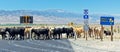 Cattle Protest Against Cross-border Traffic