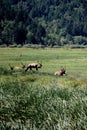 Herd of roosevelt elk bulls