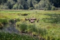 Herd of roosevelt elk bulls