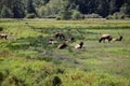 Herd of roosevelt elk bulls