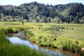 Herd of roosevelt elk bulls