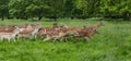 Herd of running fallow deer