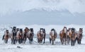 Herd Of Running Free Grazing Unsuited Bay, Sorrel Mongolian Horses With Fluttering Manes And Tails.Frost On The Skin.Frozen Re