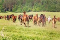 Herd of running horse. Royalty Free Stock Photo