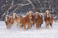 Herd of running horses Royalty Free Stock Photo