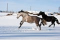 Herd of running horses Royalty Free Stock Photo