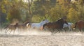 Herd of running horses Royalty Free Stock Photo