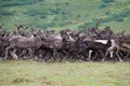 A herd of running reindeers. Yamal, Russia