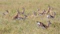Herd of running Thomson's gazelles Royalty Free Stock Photo