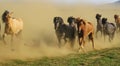 Herd of running wild multicolored icelandic horses raising up cloud of dust - Iceland, Highlands Royalty Free Stock Photo