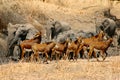 Chased from the water hole