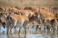 Herd Saiga antelopes or Saiga tatarica at water place in steppe Royalty Free Stock Photo