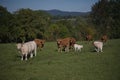 Herd of Salers and Charolais cows Royalty Free Stock Photo