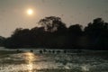 Herd of sambar Rusa unicolor and birds in flight at sunset.