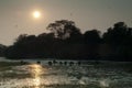 Herd of sambar Rusa unicolor and birds in flight at sunset.