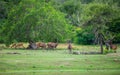 Herd of Sambur deer and spotted deer grazing together in the grassland of Yala national park