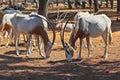 A herd of scimitar horned oryx