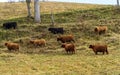 Herd of Scotland Highlands cattle Royalty Free Stock Photo