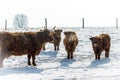 Herd of Scottish Highland Cattle in Snow Royalty Free Stock Photo