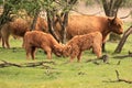 Herd of scottish highlander cows with calfs veluwe nature Royalty Free Stock Photo