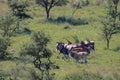 Herd of screw-horned Eland antelopes with large male in bushy savanna