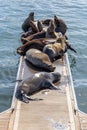 a herd of sea lions on the dock 52 in marina del ray california Royalty Free Stock Photo