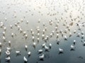 Herd of seagulls, laridae bird in the water