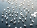 Herd of seagulls, laridae bird in the water