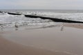 A herd of seagulls on the sand beach of Baltic Sea in north of Poland in winter