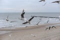 A herd of seagulls on the sand beach of Baltic Sea in north of Poland in winter