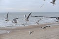 A herd of seagulls on the sand beach of Baltic Sea in north of Poland in winter
